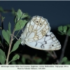 melanargia russiae daghestan male 1